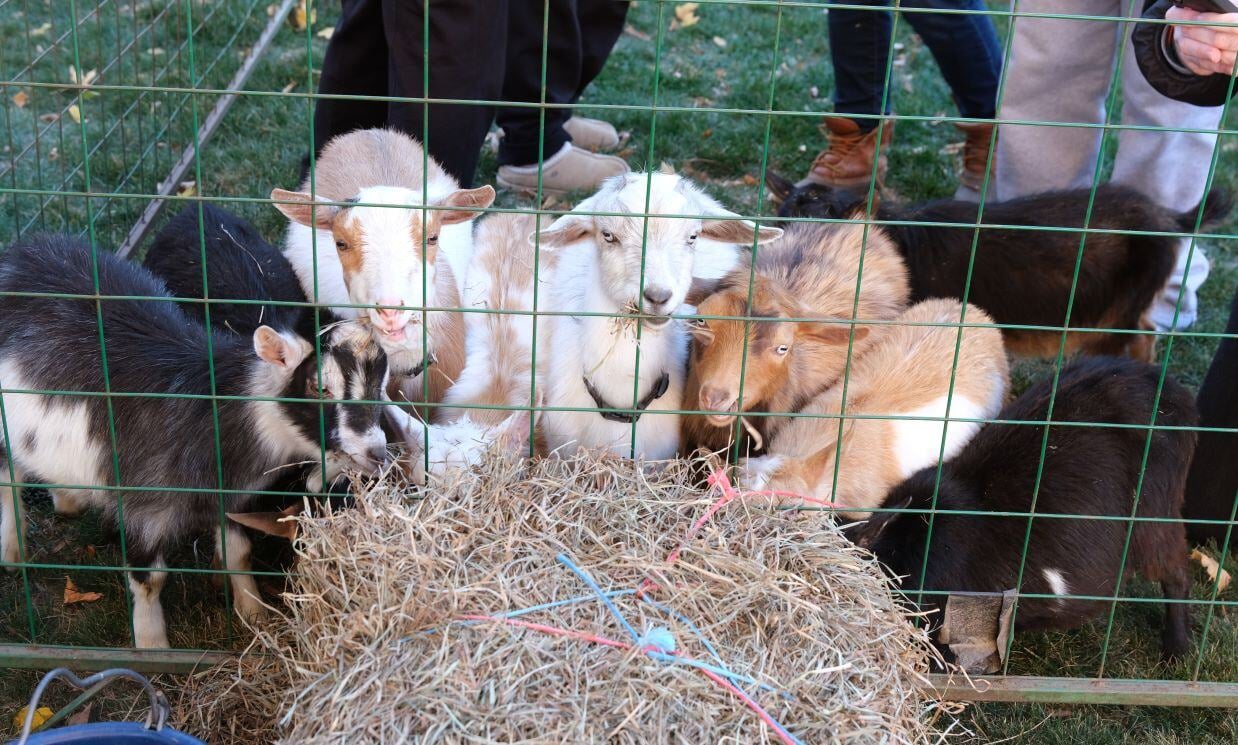 Image_009-Nov-13-2024-08-08-25-3440-PM