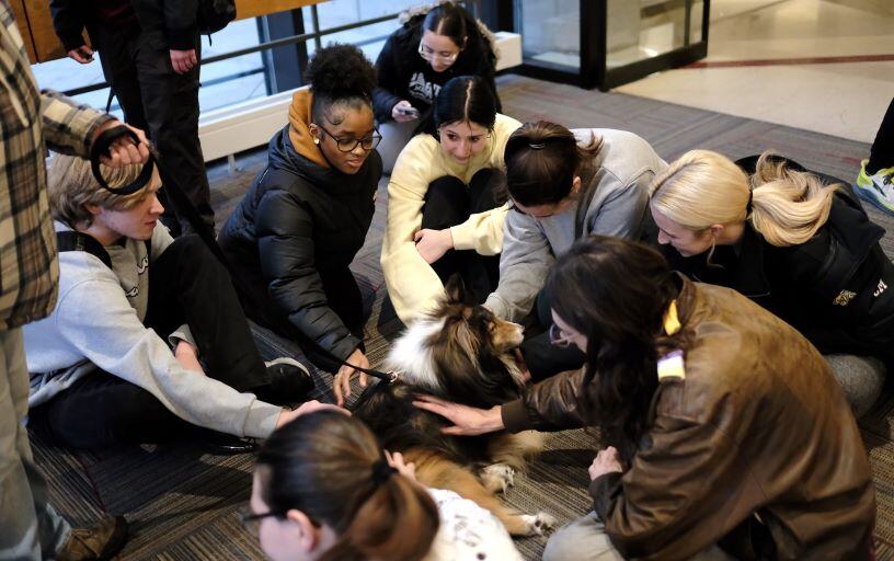 Around Campus - Therapy Dogs