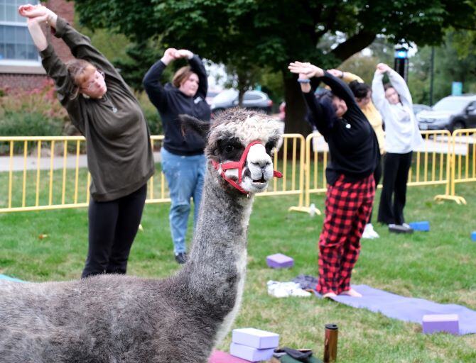 Around Campus - Alpaca Yoga