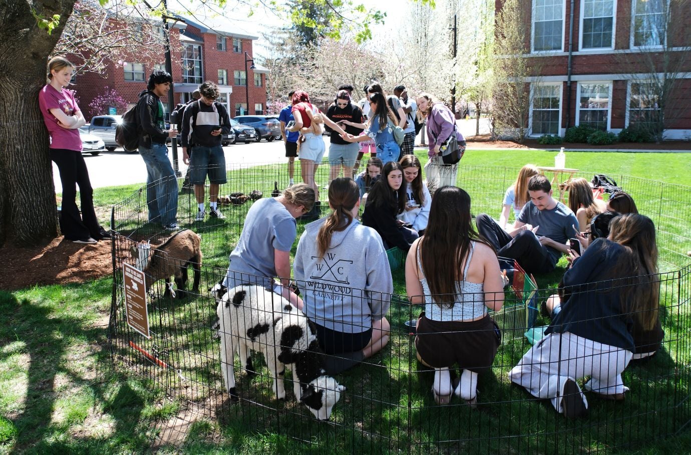 Spring Week 2026 - Petting Zoo